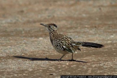 Roadrunner
