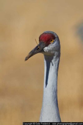 Sandhill Crane