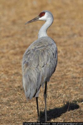 Sandhill Crane