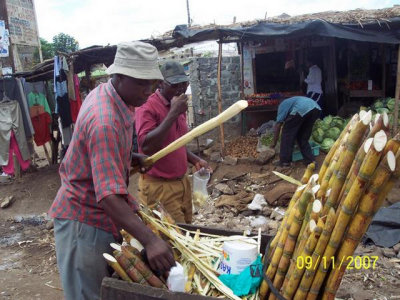 Fresh sugar cane