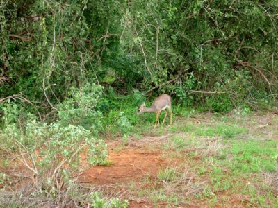 Dik Dik