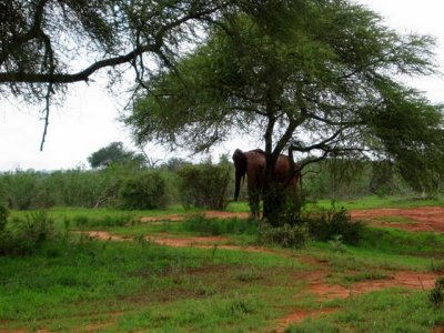 Elephant! - This one's for Bonnie