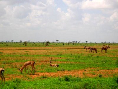 Gazelle and Zebra coexisting together