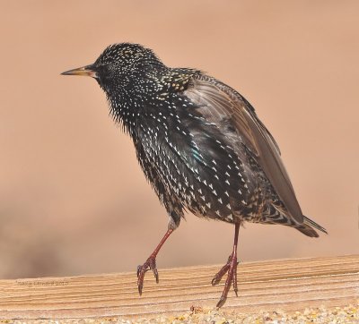  Young Starling