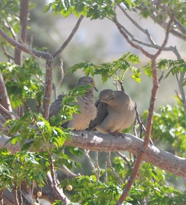 Two Little Doves Sittin In A Tree 