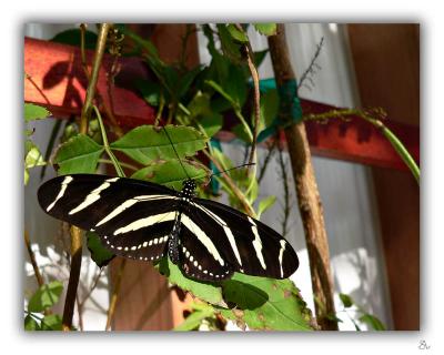 Butterfly Zebra Longwing.