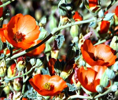 Desert Mallow.