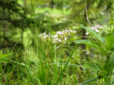 DSCN2439.JPG