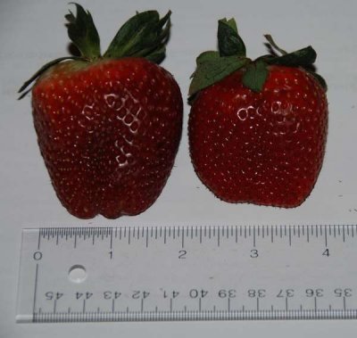 Strawberry_size.jpg