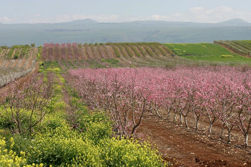 pearly spring in galilee 5.jpg