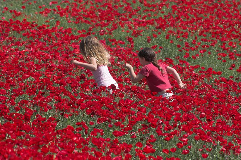 late_spring_in_israel__poppies 1.jpg