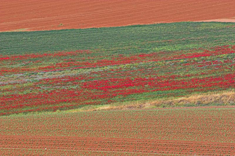 late_spring_in_israel__poppies 2.jpg