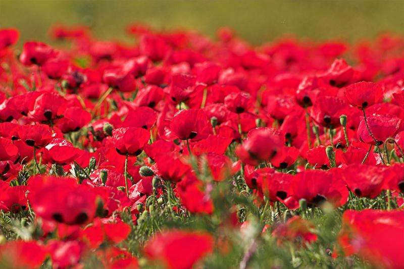 late_spring_in_israel__poppies 6.jpg