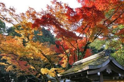 kyoto_during_fall