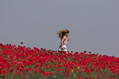 late_spring_in_israel__poppies 3.jpg