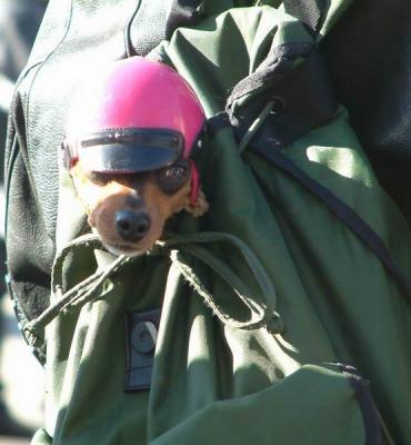 Biker Dog