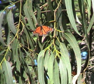 Monarch Butterfly- Feb 2006