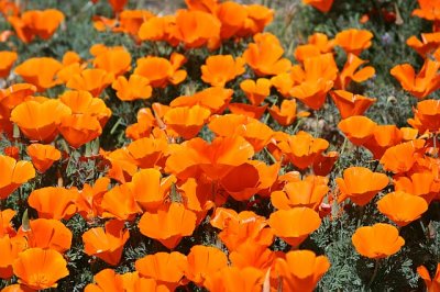 Poppies in Antelope Acres