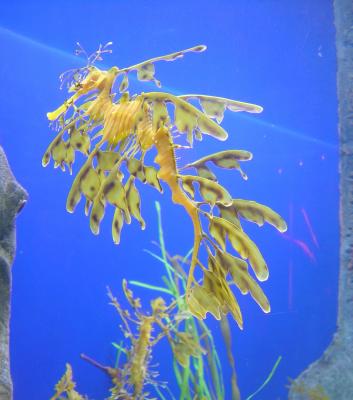 g3/72/356372/3/56987966.SeaDragonunderseaworldSingapore.jpg