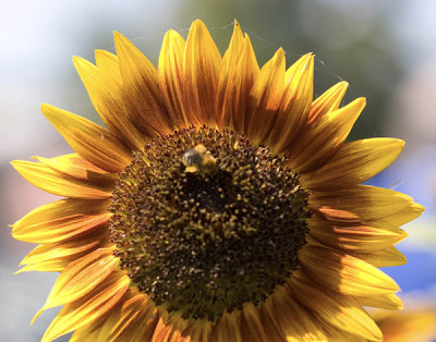 flowers_and_insects