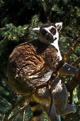 Ring-Tailed Lemur.jpg