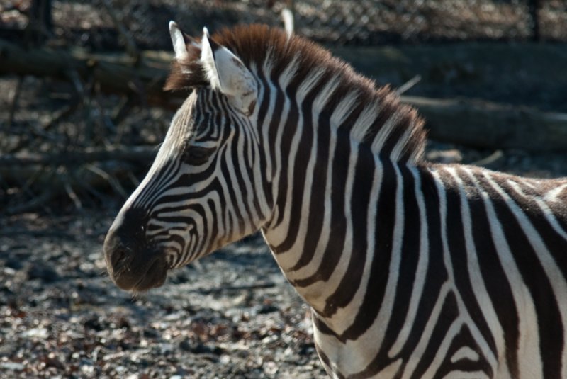 RWPZOO100307-1.jpg