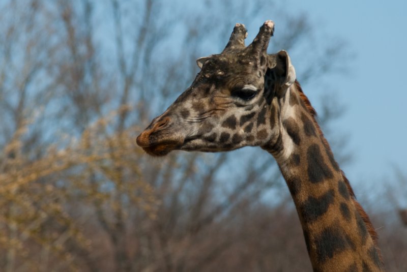 RWPZOO100307-27.jpg