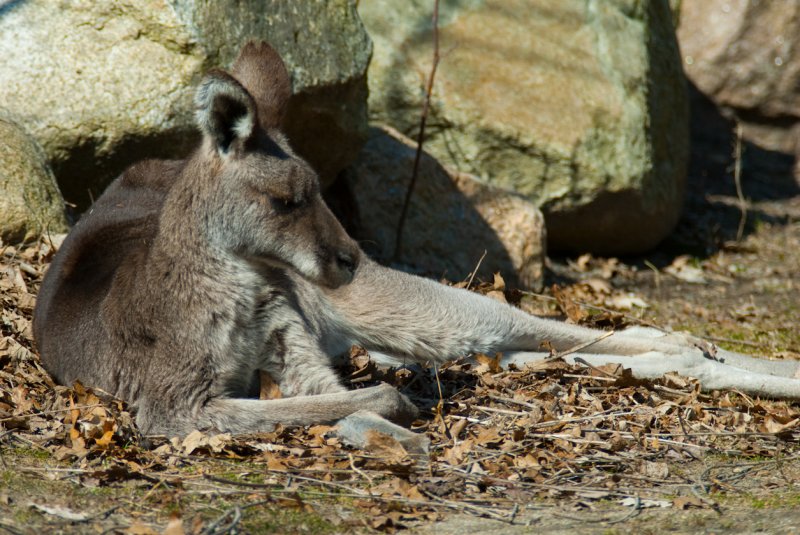 RWPZOO100307-44.jpg