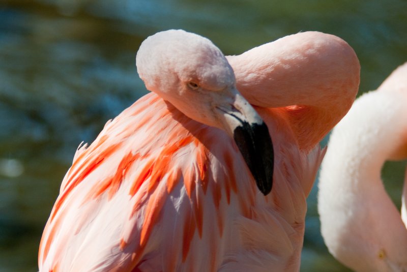 RWPZOO100307-49.jpg
