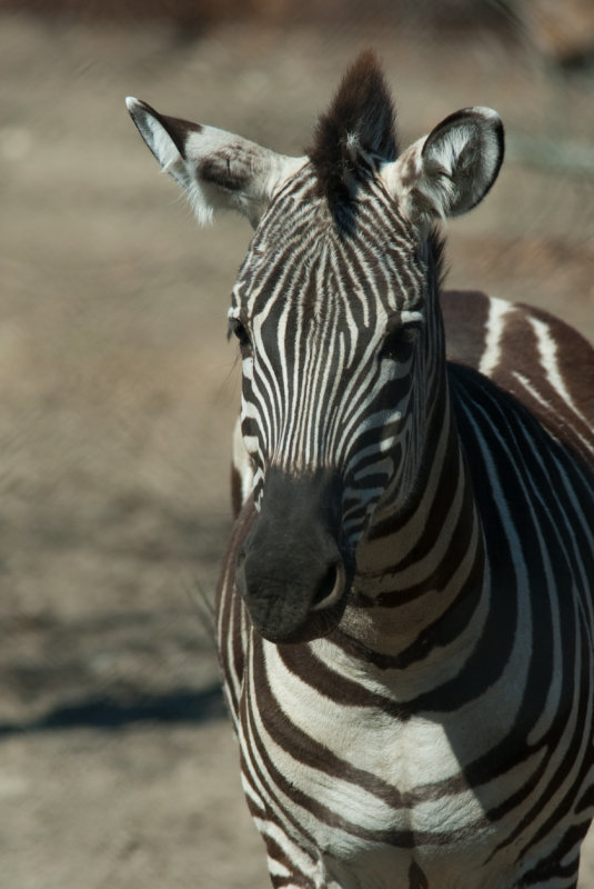 RWPZOO100307-5.jpg