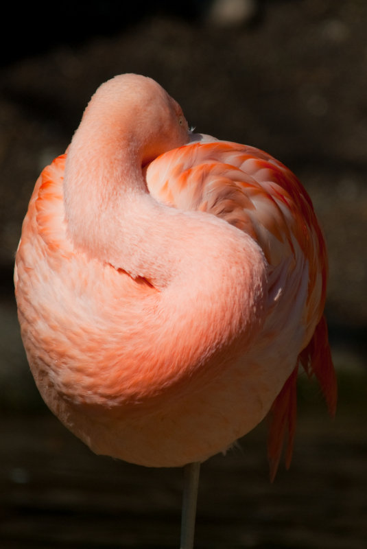 RWPZOO100307-56.jpg