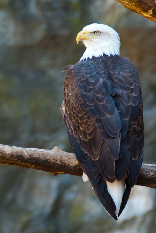 RWPZOO100307-85.jpg