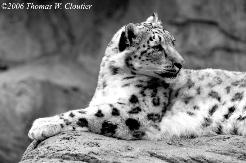 Snow Leopard 2