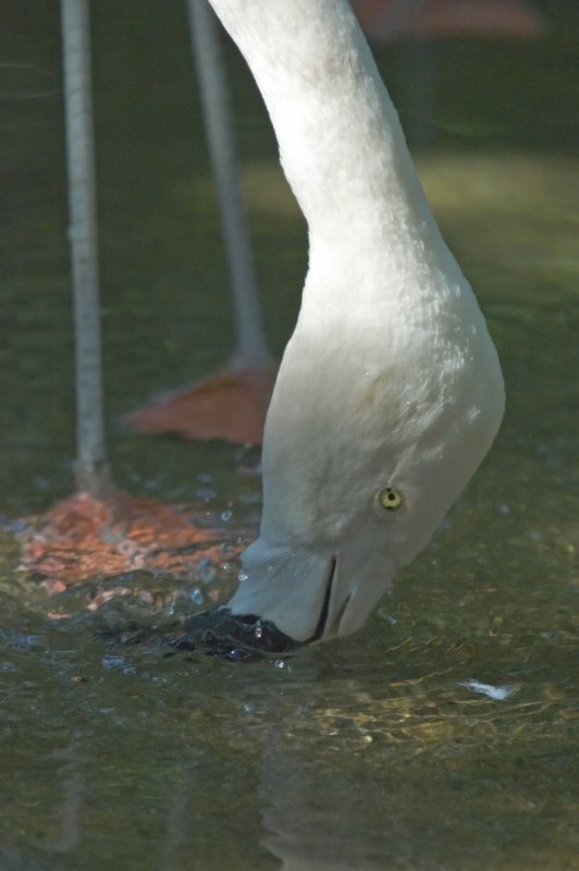 Flamingo Dip