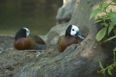 Wood Ducks at rest