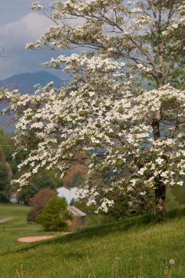 Gallery: Waynesville Dogwoods