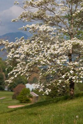 Gallery: Waynesville Dogwoods