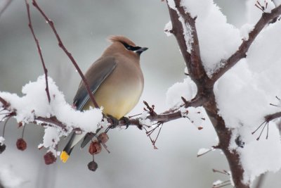 Cedar Waxwing - Hey, it was nice out here yesterday