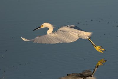 Snowy Egret about to get his toes wet....