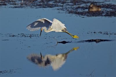 Snowy Egret checking out his reflection...