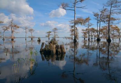 Blue Cypress Lake