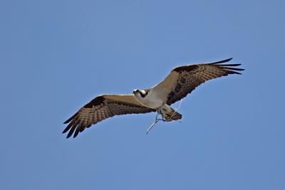 Osprey, gettin' a head start on nest building....in December!??