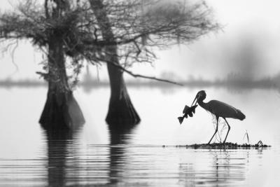 Great Blue Heron with lunch...