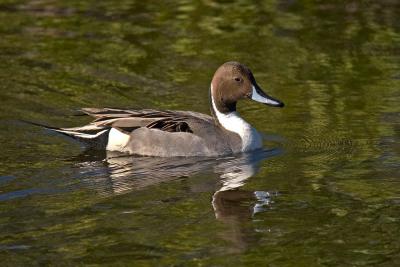 Sub-Gallery:  Extra Images - Duck-like Birds