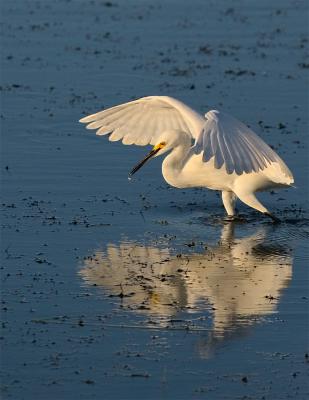 Snowy Egret
