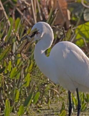 Great Egret, with lunch....