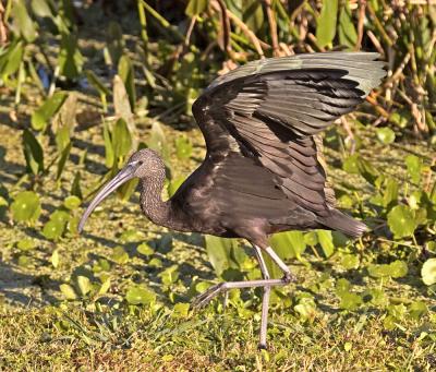 Glossy Ibis