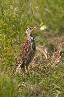 Eastern Meadowlark. checkin out the irritating photographer...