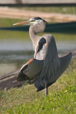Great Blue Heron sunning his wings...