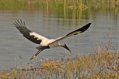 Wood Stork